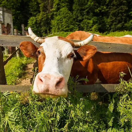 Gasthuis хата різьбяра - закуток Byalobereska